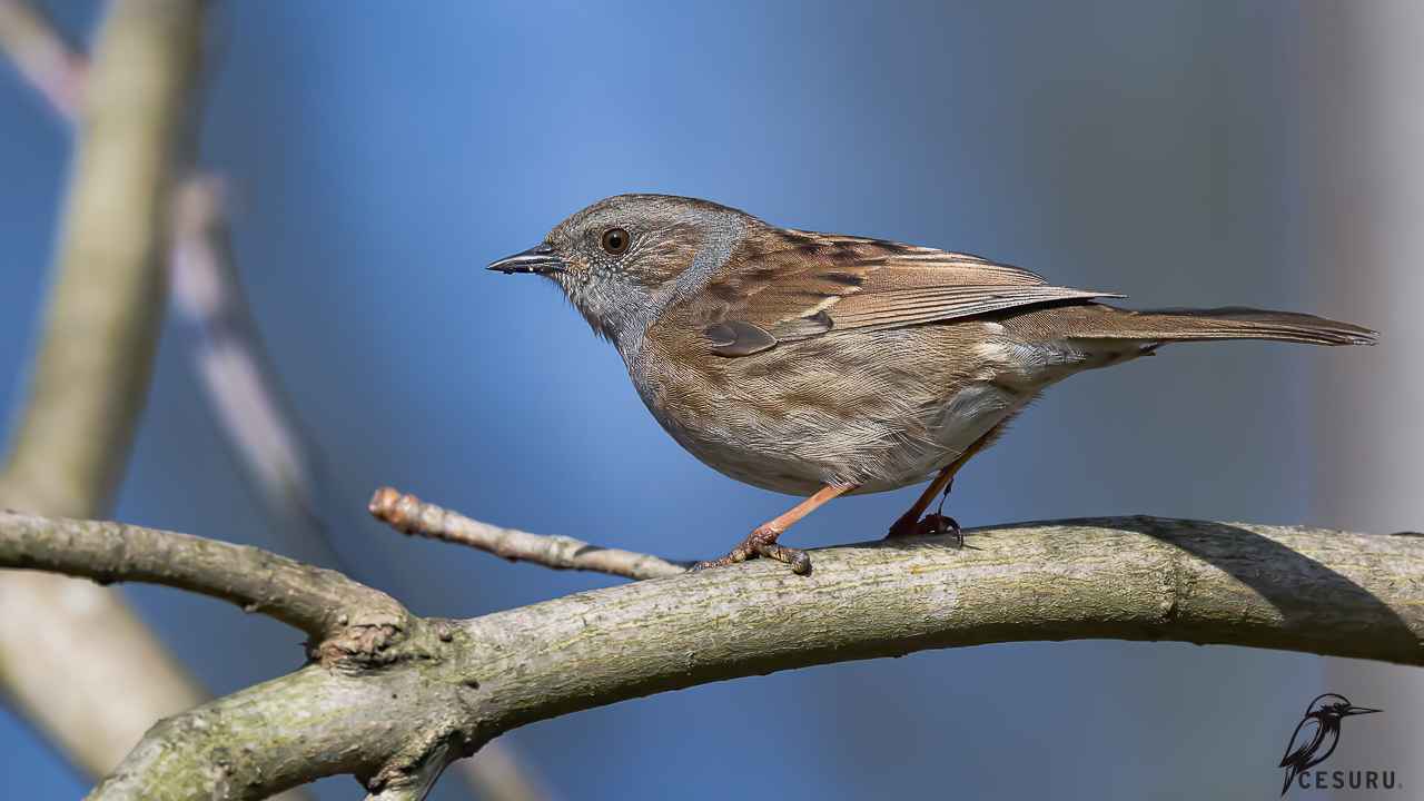 Dunnock